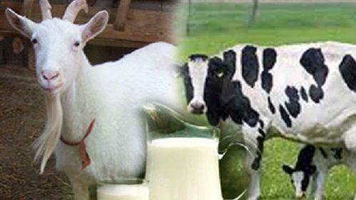 keçi sütünün yüksek tansiyona faydaları