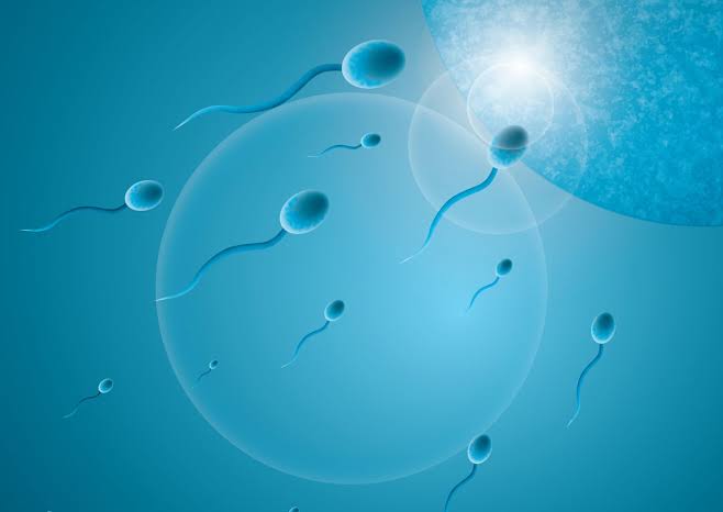 sperm kalitesi