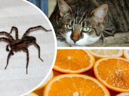 örümceklerden nasıl kurtulur