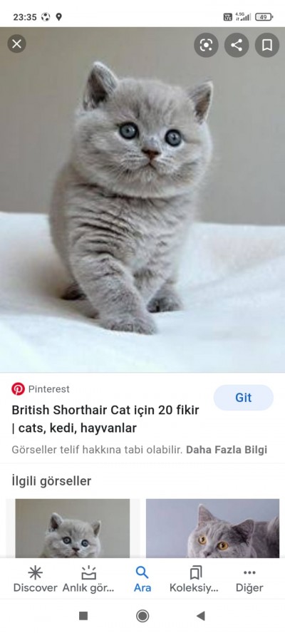 Evde Kedi Beslemek Zor Mu Acaba Diger